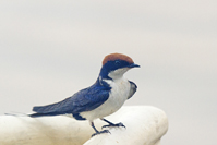 Hirundo smithii